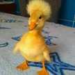 Yisney Yaya