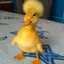 Yisney Yaya