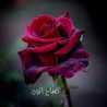 Zed Asam