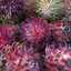Genesia Supit