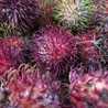 Genesia Supit