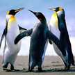 Pinguin nguin