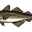 El Bacalao Tostao