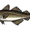 El Bacalao Tostao
