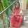 Sneh Singh Sneh Singh
