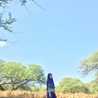 Hillda pravitha