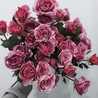 aisha 