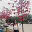 Thu Phương