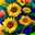 Florecita