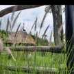  budhe Eka 