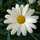 Jota