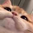 مهسا