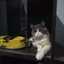 ika Kurnia