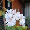 Vina Larasati H