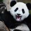 MajesticPanda
