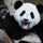 MajesticPanda