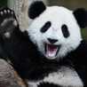 MajesticPanda