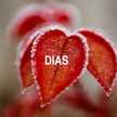 Dwi Dias Astuti
