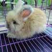 Nira Dyara Marris Arief