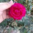 🌹گل زندگی🌹