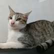 Abil she Kumpay