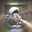 Asrar