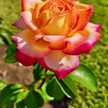 🌺Roses🌺