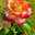 🌺Roses🌺