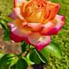🌺Roses🌺