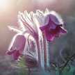 Israa
