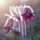 Israa