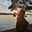 buna