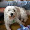 vicki.dean.10