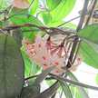 mamaMirrabell 