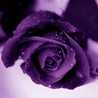 Rida R
