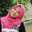 Winda