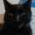 Cat.V