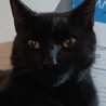 Cat.V