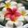 serenas_kitchen