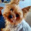 yorkie3651