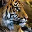 Hina Ahmed