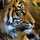Hina Ahmed Hina Ahmed