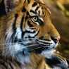 Hina Ahmed Hina Ahmed