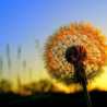 sunshine_17