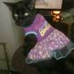 CatsCanCookToo