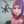 hanimma
