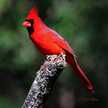 birdernate