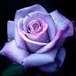 pinalpatel201316