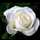 Fleur Blanche Fleur Blanche