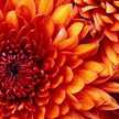 elizabeth.horton.965